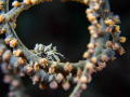   This photo whipcoral shrimp its natural habitat. Taken Puerto Galera Philippines. habitat Philippines  